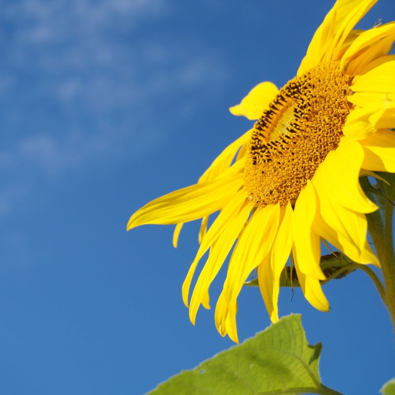 Continuità affettiva